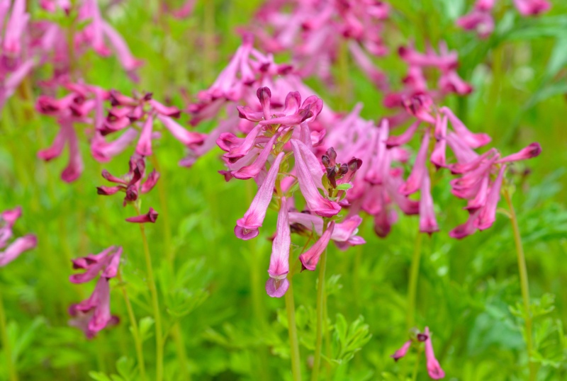 Corydalis-Buschii