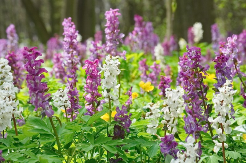 Corydalis-Solida