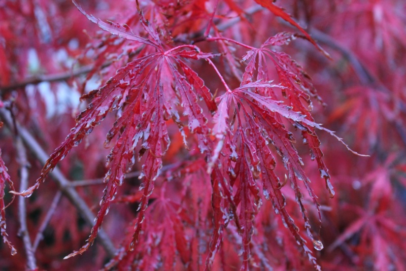 Crimson-Queen-Japanese-Maple