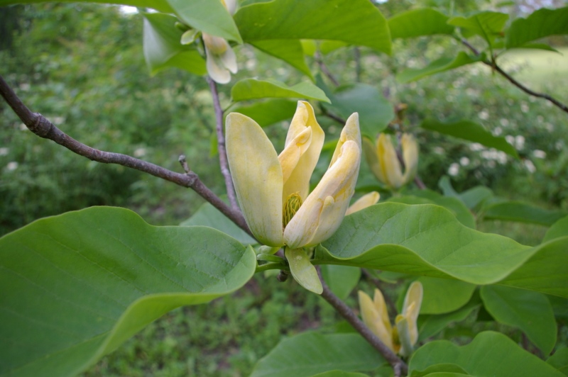 Cucumber-Tree (Magnolia acuminata)