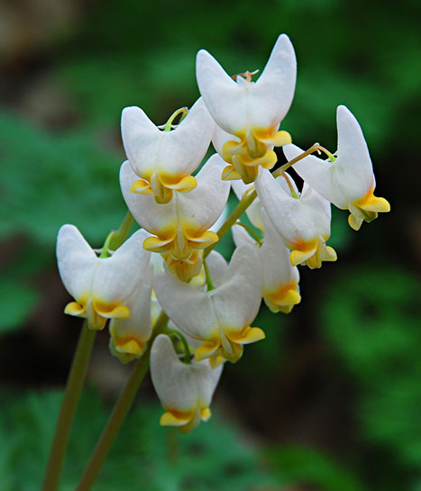 Dutchman's breeches wildflower