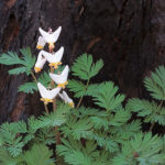 Dutchman's Breeches