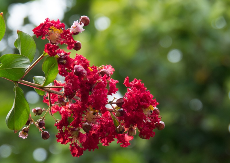 Dynamite-Crape-Myrtle