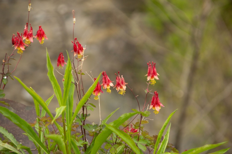 Eastern-Red-Columbine