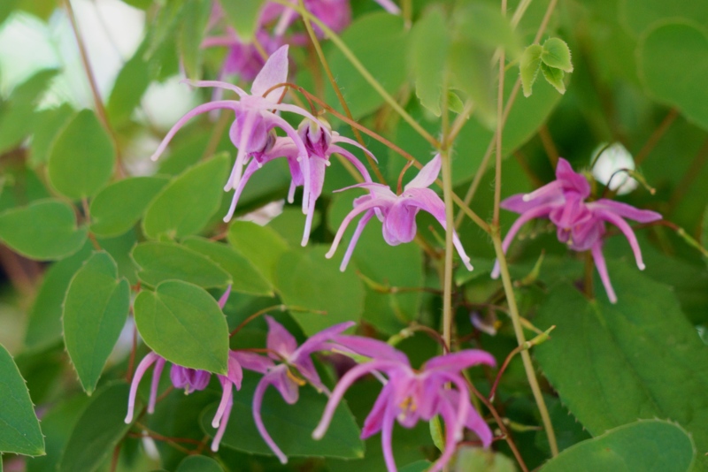 Epimedium-grandiflorum