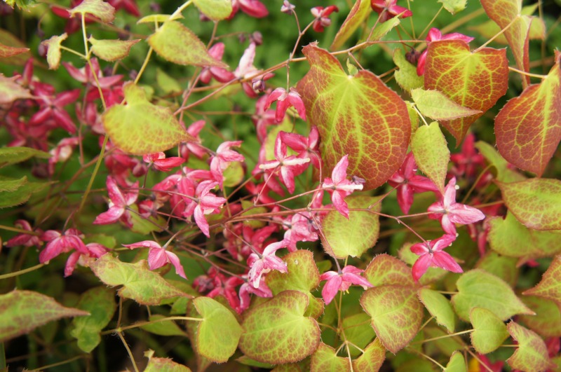 Epimedium-rubrum