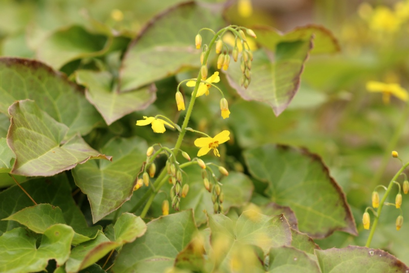 Epimedium-x-versicolor-Sulphureum