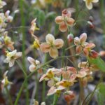 Epimedium-x-warleyense