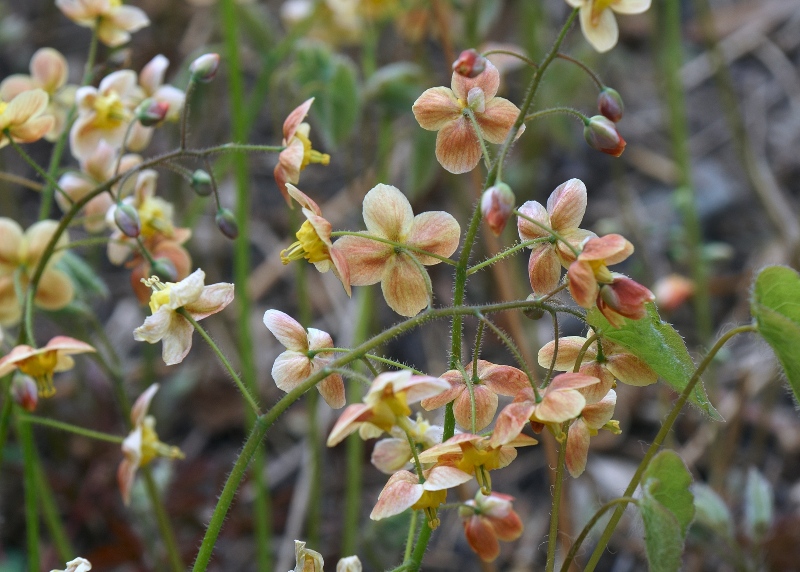 Epimedium-x-warleyense