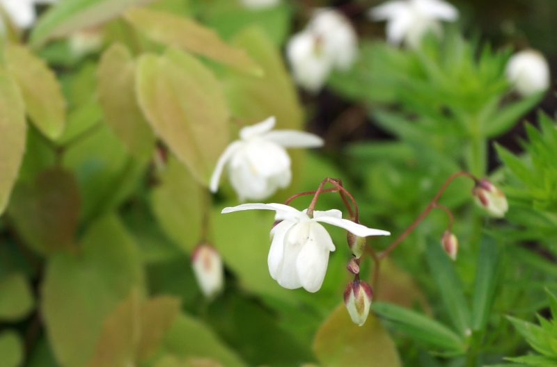 Epimedium-x-youngianum 'Nieveum'