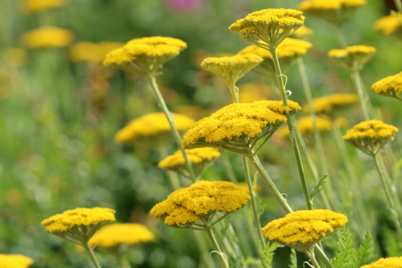 Gold (Achillea filipendulina)