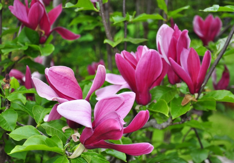 Lily-Magnolia (Magnolia liliiflora)