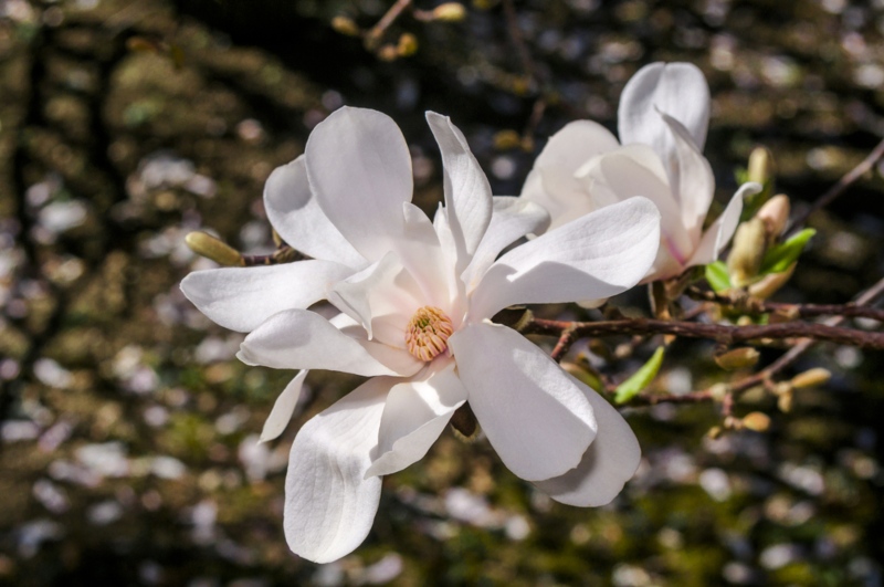 Loebner-Magnolia (Magnolia × loebneri)