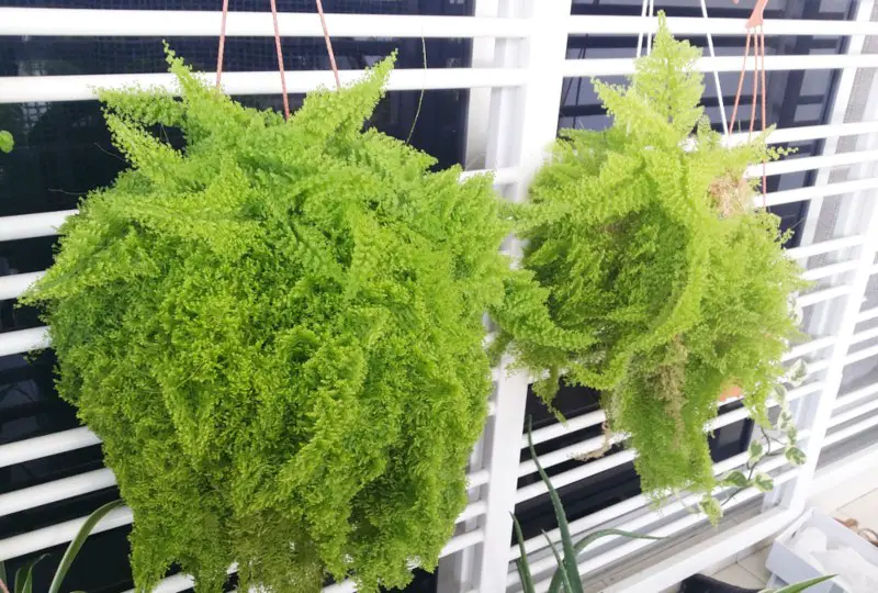 Maidenhair-Fern