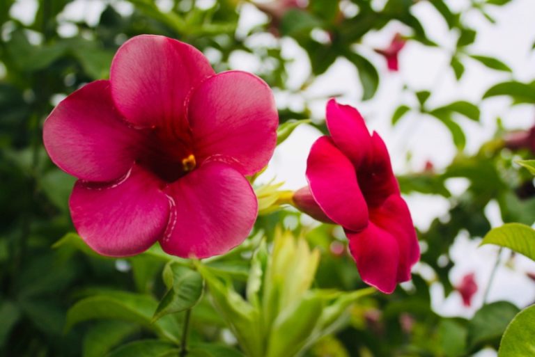 Different Types of Mandevilla (Photos) Garden Lovers Club