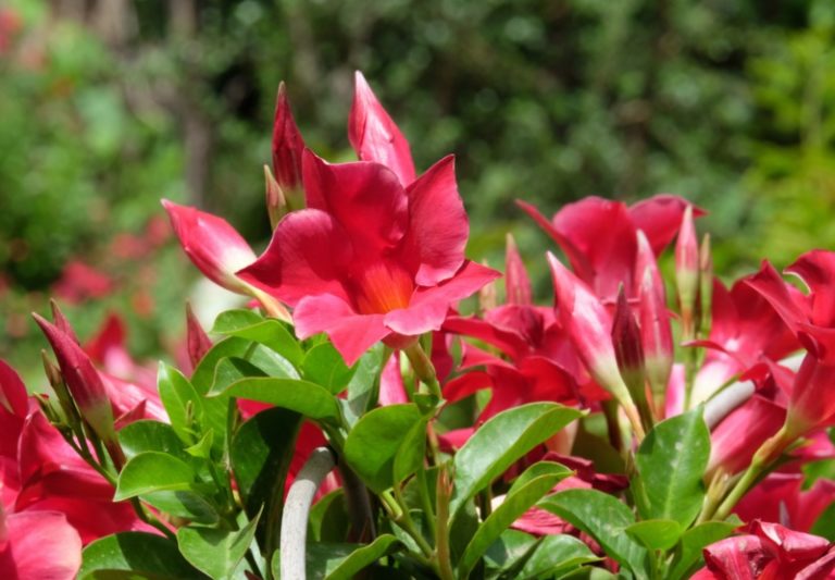 Different Types of Mandevilla (Photos) Garden Lovers Club