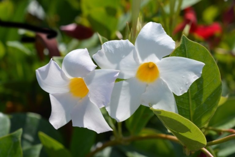 Different Types of Mandevilla (Photos) Garden Lovers Club