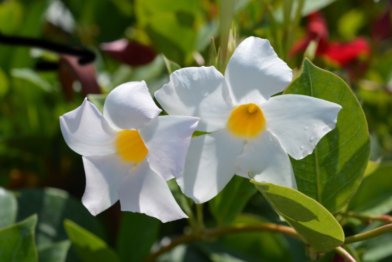 Mandevilla-boliviensis