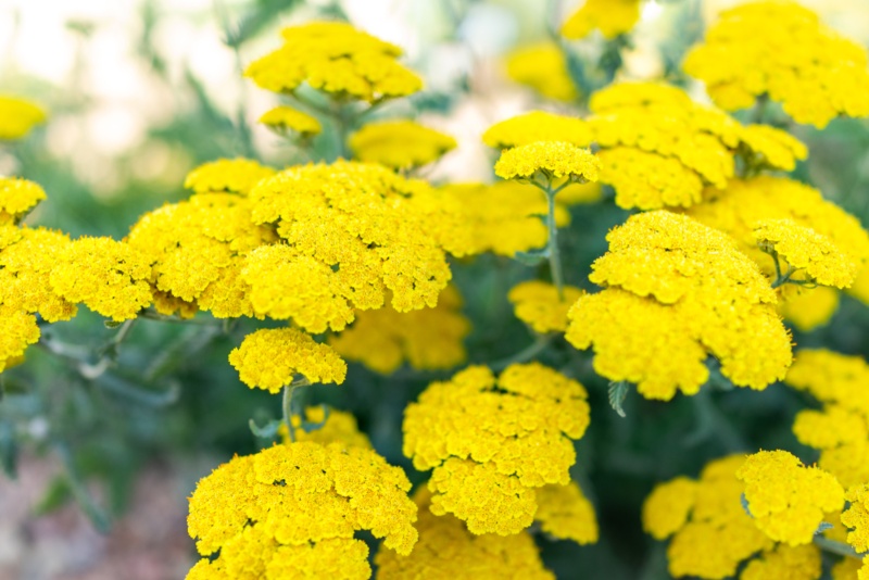 Moonshine (Achillea millefolium)