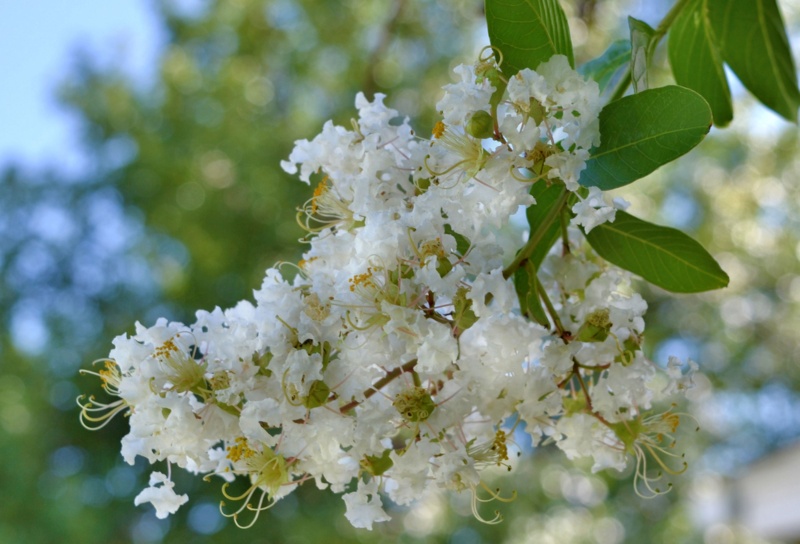 Natchez-Crape-Myrtle