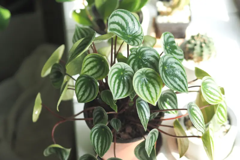 Peperomia