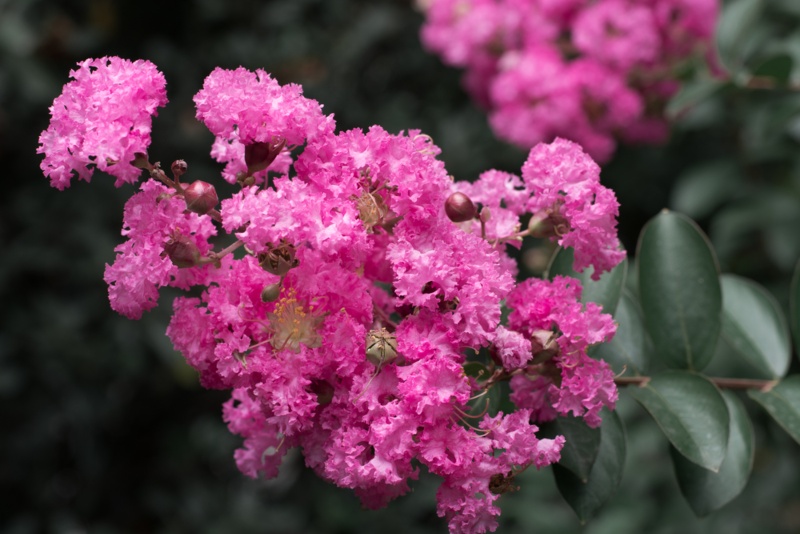 Pink Velour Crape Myrtle