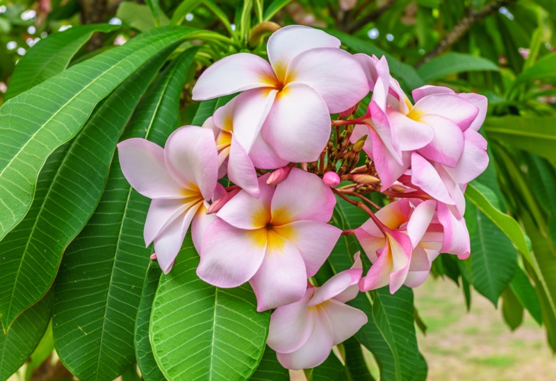 5 Different Types of Plumeria (Photos) - Garden Lovers Club