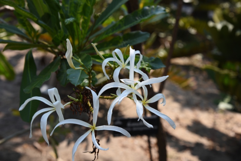 Plumeria-Stenopetala