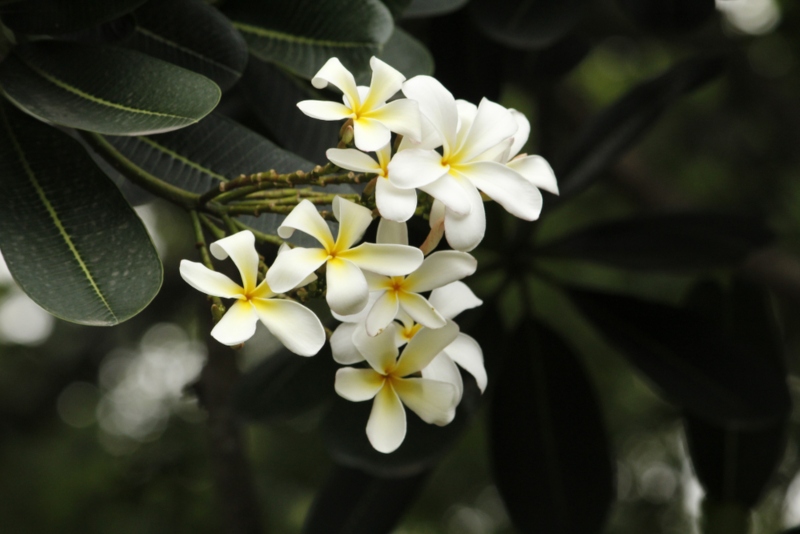 Plumeria-Stenophylla