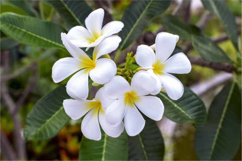 Plumeria-obtusa