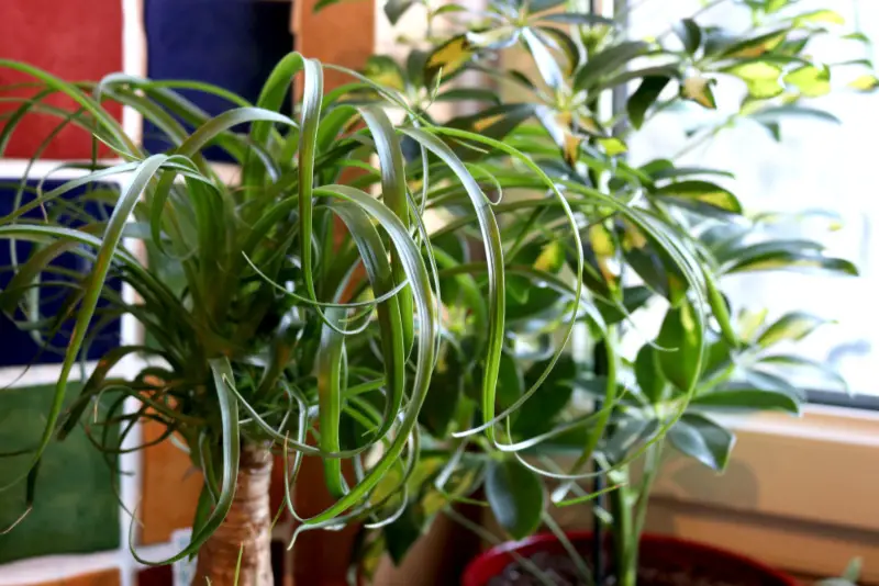 Ponytail-Palm