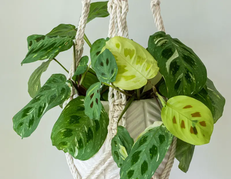 Prayer-Plant