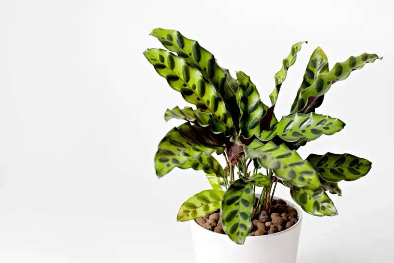 Rattlesnake-Plant