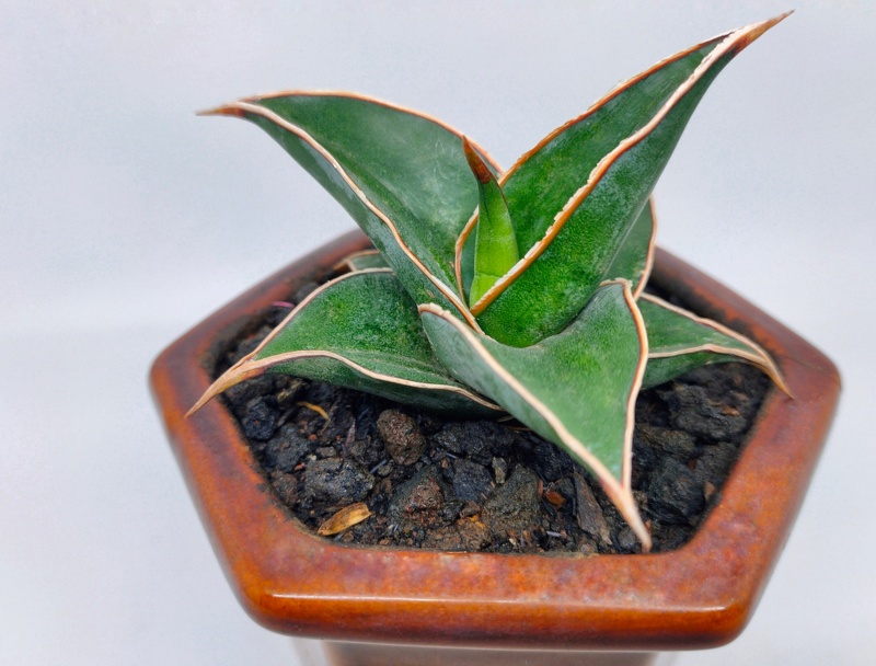 Sansevieria-Ehrenbergii-(Blue Sansevieria)