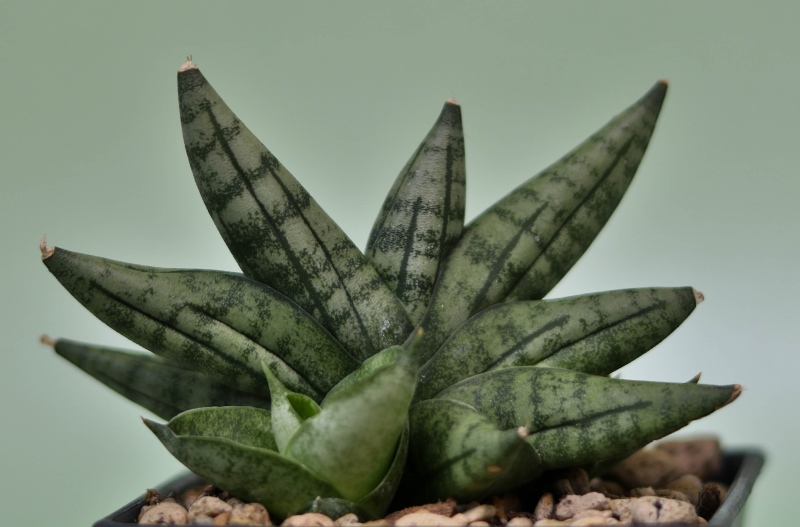 Sansevieria-Eilensis