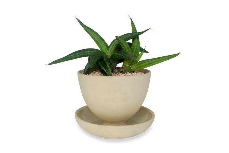 Sansevieria-Patens