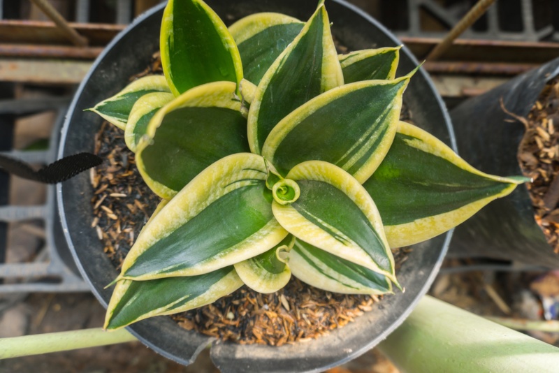 Sansevieria-Trifasciata-'Black Gold'