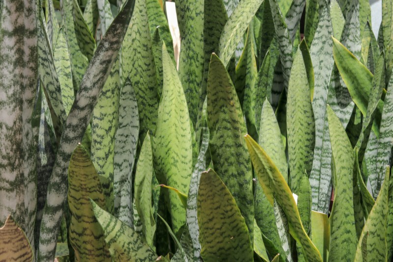 Sansevieria-Zeylanica-(Ceylon Bowstring Hemp)