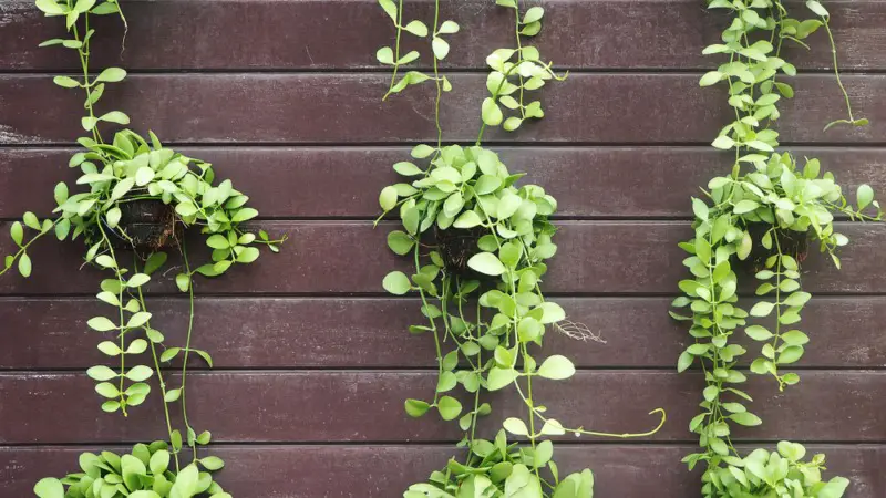 String-of-Nickels (Dischidia-nummularia)