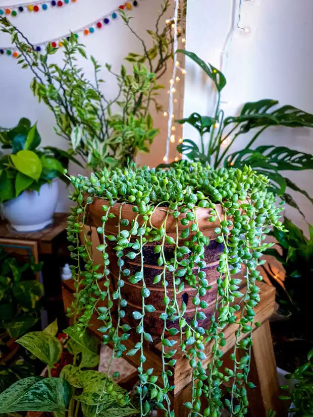 String-of-Pearls