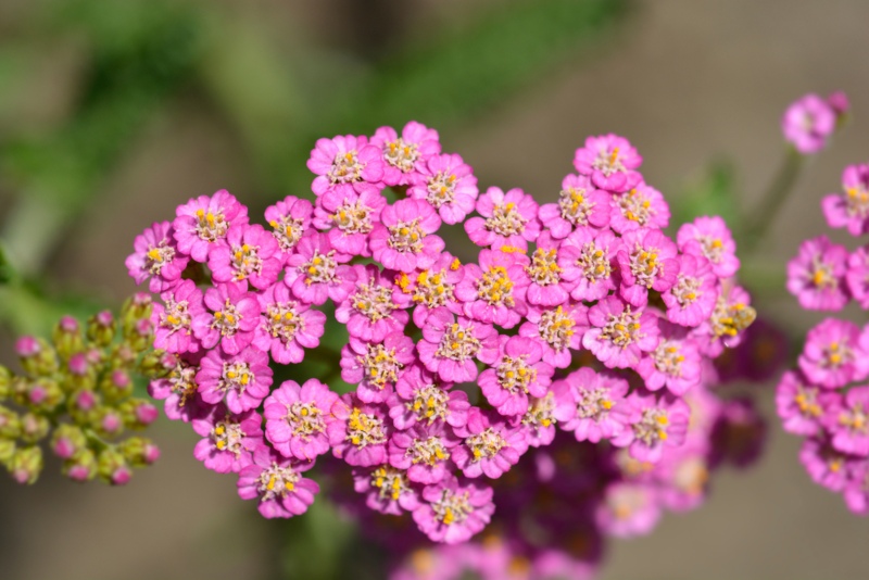 Summer-Pastels (Achillea millefolium)