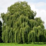 Weeping-Willow