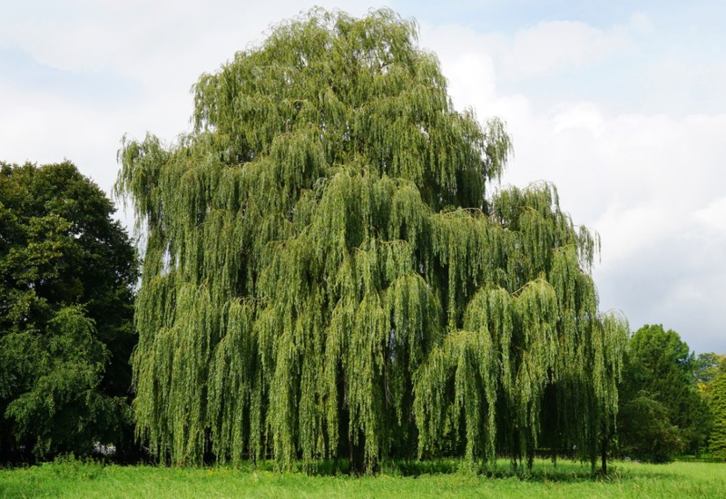 Weeping-Willow