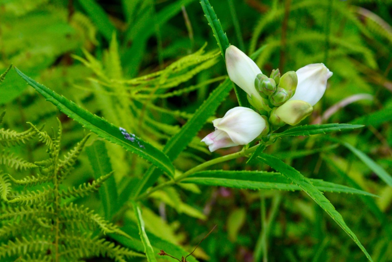 White-Turtlehead 