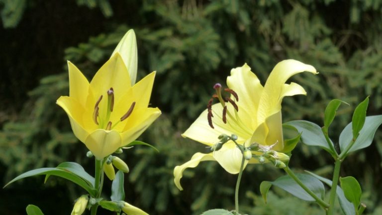 Growing Yellow Wax Bells (Kirengeshoma palmata) - Garden Lovers Club