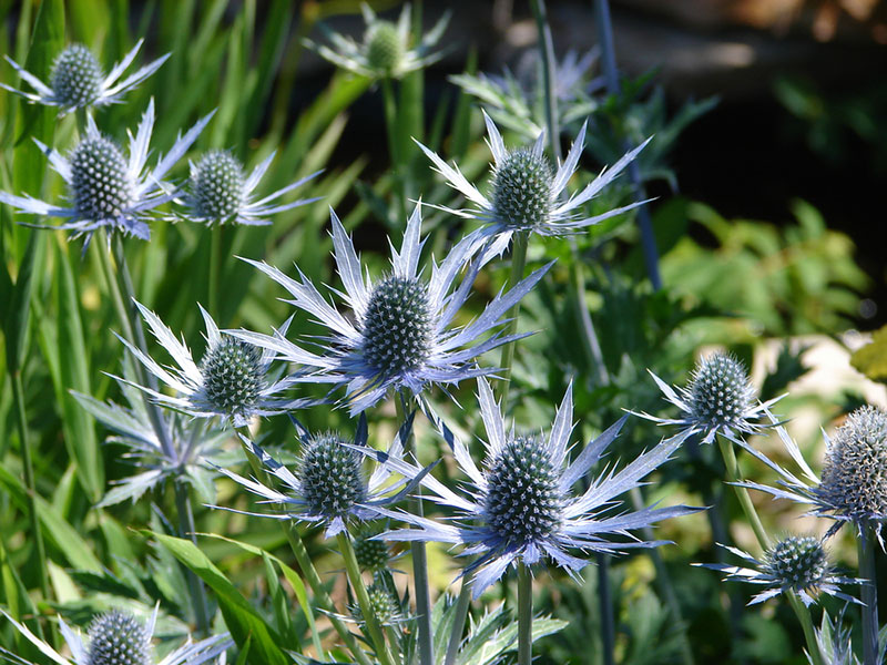 Sea Holly Plant