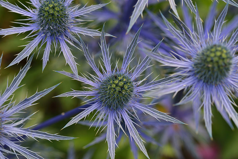 Blue Sea Holly