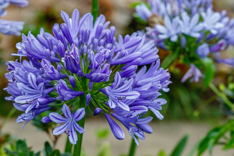 Agapanthus