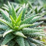 Aloe