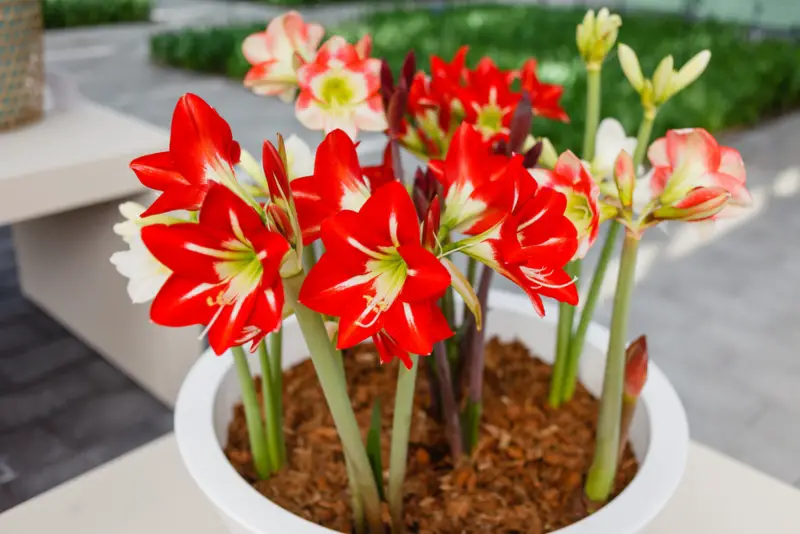 Amaryllis